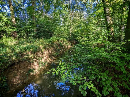 view from a little bridge in the forest, the water reflecting the blue sky and the foliage perfectly. The scene is bathed in early sunshine