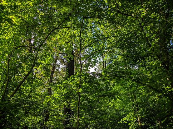 looking up to the foliage of trees, illuminated by early sunshine. Only a few spots off sky are visible