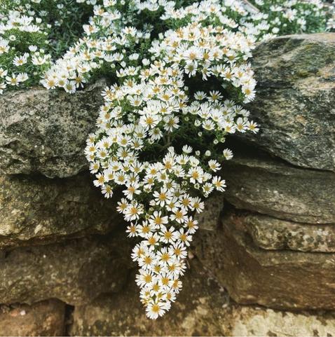 dozens of tiny white aster flowers cascade over a stone wall