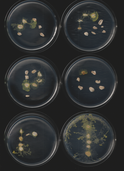 An image of the slime mold Physarum polycephalum. This is part of a sequence of toots. This caption is autogenerated as is the toot.