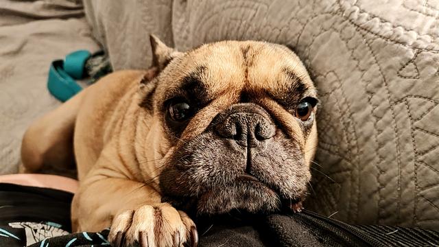 A photo of my French Bulldog, Roxy, as she snuggles with me on the couch after I was gone for several hours, as is our custom.