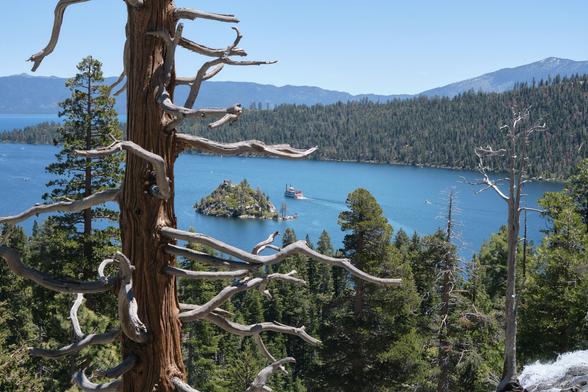 A dead tree with white branches frames an island in a bay.