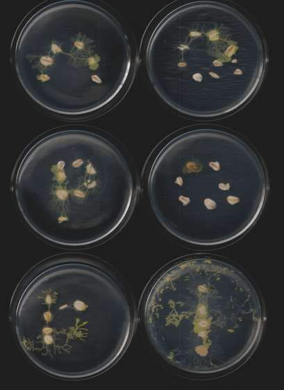 An image of the slime mold Physarum polycephalum. This is part of a sequence of toots. This caption is autogenerated as is the toot.