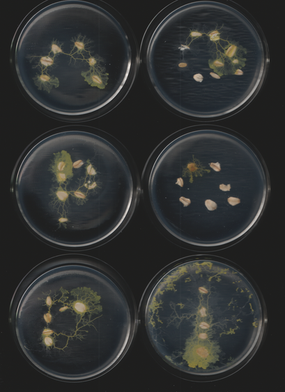 An image of the slime mold Physarum polycephalum. This is part of a sequence of toots. This caption is autogenerated as is the toot.
