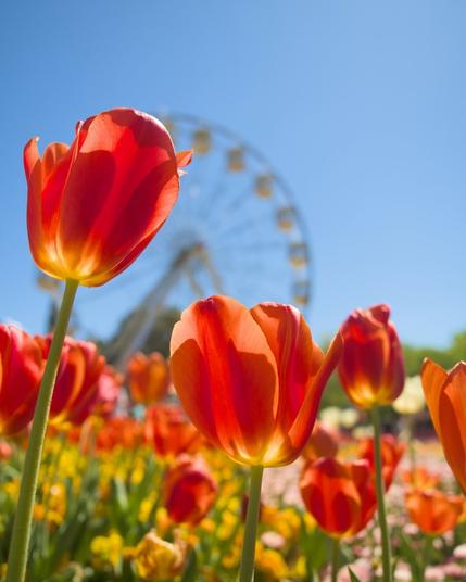 Tulips in front of a Ferris Wheel.