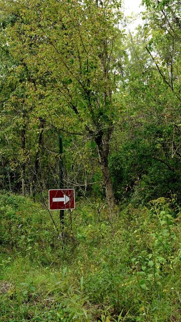 Photo of a sign of an arrow pointing to the right, in the middle of a forest. 🤷🏻‍♂️