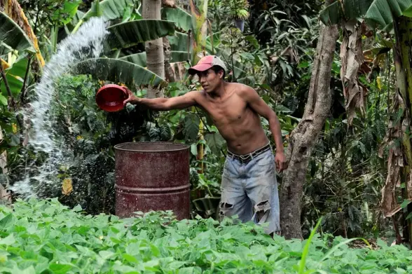 A smallholder coffee farmer in Nicaragua irrigating his bean crop during the dry season