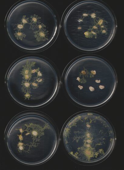 An image of the slime mold Physarum polycephalum. This is part of a sequence of toots. This caption is autogenerated as is the toot.