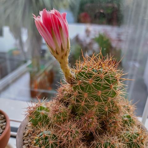 An unseasonal closed flower from my Scarlet Hedgehog Cactus (EchinocereusCoccineus). It has the Monday blues.