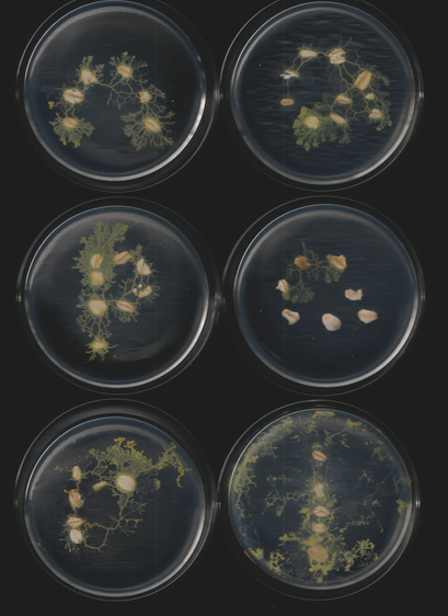 An image of the slime mold Physarum polycephalum. This is part of a sequence of toots. This caption is autogenerated as is the toot.