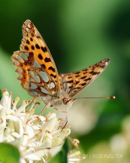Ein Schmetterling sitzt auf weißen Blüten und saugt Nektar mit seinem Rüssel. Die Flügel sind leicht geöffnet. Sie sind orange mit schwarzen Flecken. An der Unterseite der Flügel erkennt man perlmuttfarbene Flecken. Die Augen sind orange und schwarz gemustert, ebenso die Fühler.