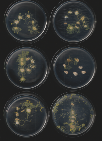 An image of the slime mold Physarum polycephalum. This is part of a sequence of toots. This caption is autogenerated as is the toot.