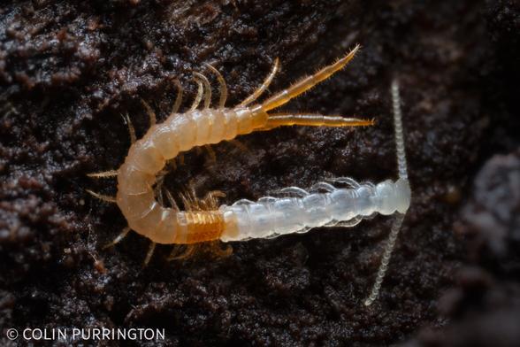 Many-legged arthropod that is light brown on posterior segments, translucent white on anterior segments.
