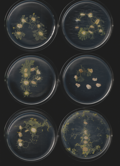 An image of the slime mold Physarum polycephalum. This is part of a sequence of toots. This caption is autogenerated as is the toot.