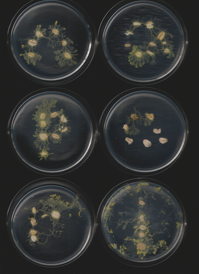 An image of the slime mold Physarum polycephalum. This is part of a sequence of toots. This caption is autogenerated as is the toot.