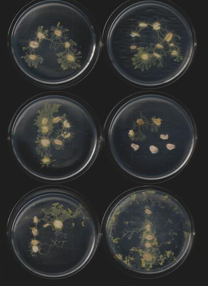 An image of the slime mold Physarum polycephalum. This is part of a sequence of toots. This caption is autogenerated as is the toot.