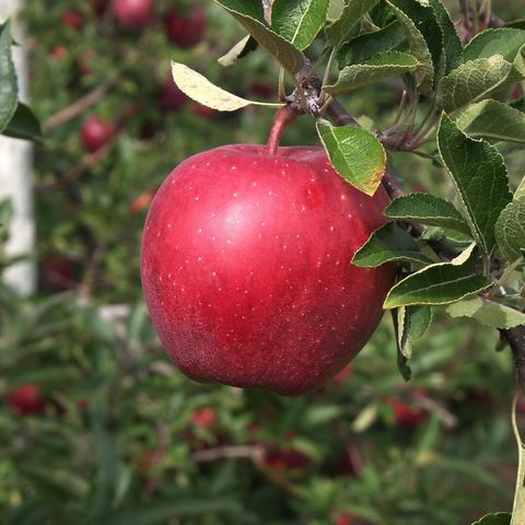 A shiny red apple waiting to be picked! There are several other apples on the same tree, blurred in the background. 

f8, 1/160s, iso200, 32mm
