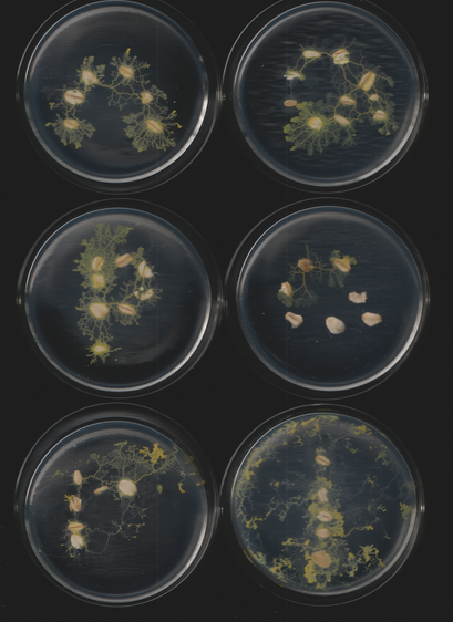 An image of the slime mold Physarum polycephalum. This is part of a sequence of toots. This caption is autogenerated as is the toot.