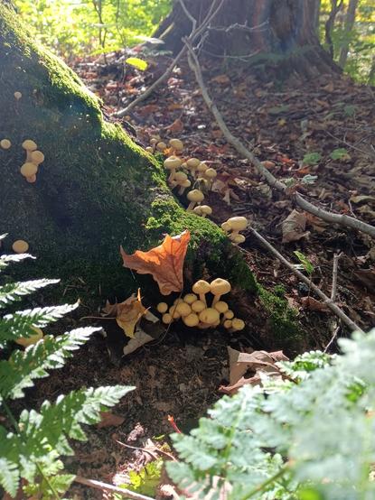 Petits champignons jaune pâle sur une bûche pleine de mousse, fougères en avant-plan, feuilles sèches.
