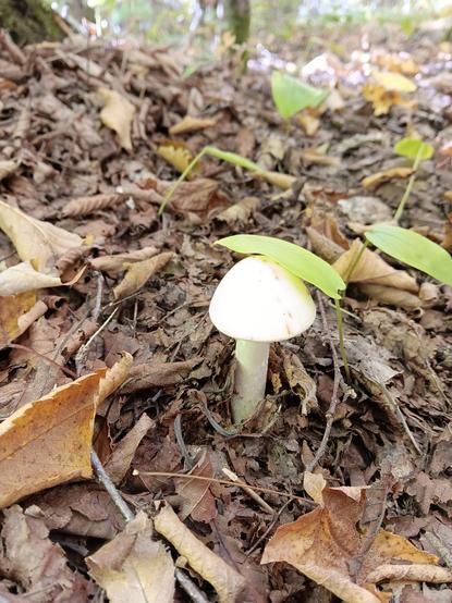 Champignon blanc au milieu des feuilles mortes. Petite feuille verte sur le chapeau du champi