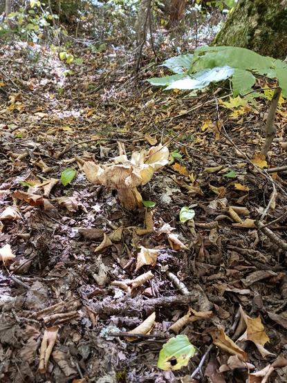 Vieux champignon éclaté, sous-bois, feuilles mortes