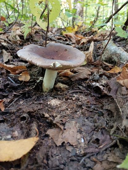 Champignon brun, pied blanc, feuilles mortes