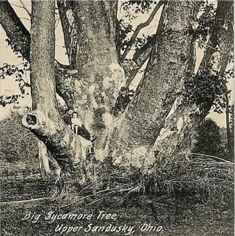 Black and white photo of a very large American Sycamore tree with multiple stems and people on the branches.