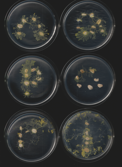 An image of the slime mold Physarum polycephalum. This is part of a sequence of toots. This caption is autogenerated as is the toot.