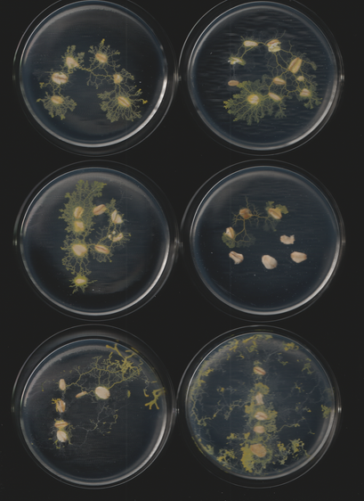 An image of the slime mold Physarum polycephalum. This is part of a sequence of toots. This caption is autogenerated as is the toot.