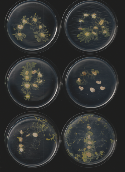 An image of the slime mold Physarum polycephalum. This is part of a sequence of toots. This caption is autogenerated as is the toot.