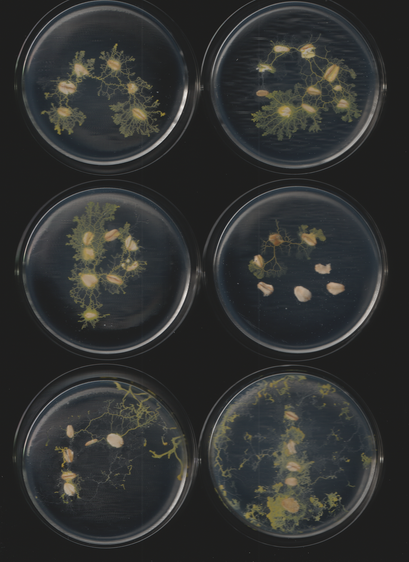 An image of the slime mold Physarum polycephalum. This is part of a sequence of toots. This caption is autogenerated as is the toot.