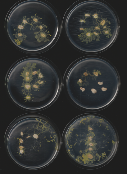 An image of the slime mold Physarum polycephalum. This is part of a sequence of toots. This caption is autogenerated as is the toot.