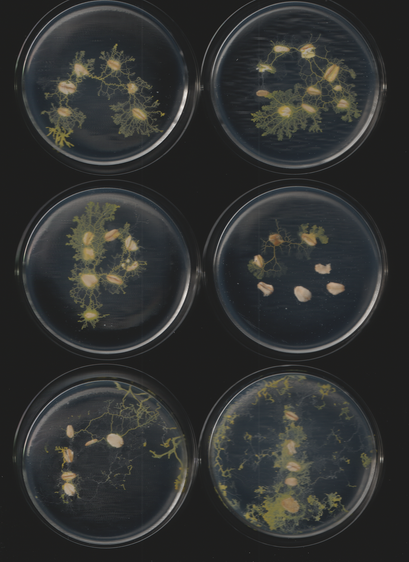 An image of the slime mold Physarum polycephalum. This is part of a sequence of toots. This caption is autogenerated as is the toot.