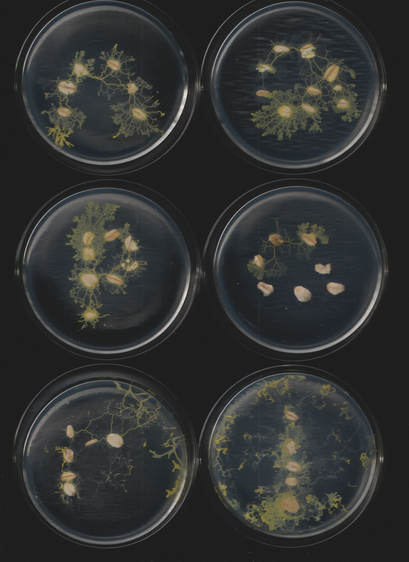 An image of the slime mold Physarum polycephalum. This is part of a sequence of toots. This caption is autogenerated as is the toot.