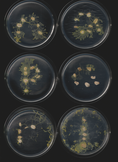 An image of the slime mold Physarum polycephalum. This is part of a sequence of toots. This caption is autogenerated as is the toot.