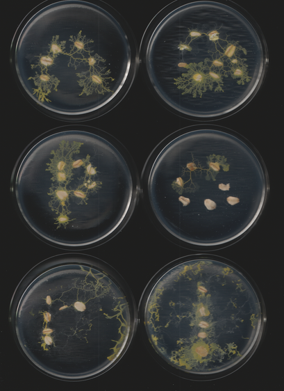An image of the slime mold Physarum polycephalum. This is part of a sequence of toots. This caption is autogenerated as is the toot.