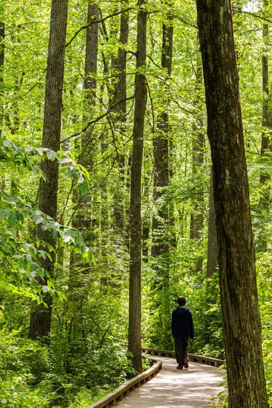 A kid walks down a boardwalk path, surrounded by very tall trees. He looks so small in comparison.