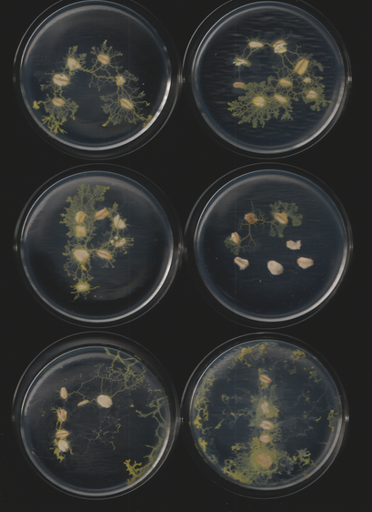 An image of the slime mold Physarum polycephalum. This is part of a sequence of toots. This caption is autogenerated as is the toot.