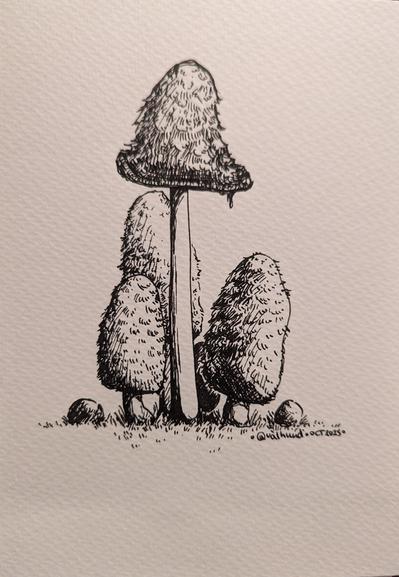 A black ink drawing of a bunch of differently shaped ink cap mushrooms on watercolor paper. In total, there's one tall mushroom and three smaller, more rounder mushrooms in the middle. They are accompanied by two very small baby mushrooms on each side.