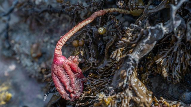 A photograph of a 'sea tulip', which is a ribbed fleshy sac on a stalk, attached to a seaweed-covered rock.