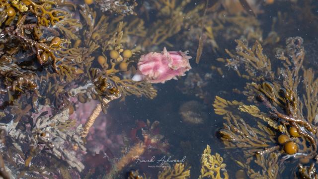 A photograph of a 'sea tulip', which is a ribbed fleshy sac on a stalk, attached to a seaweed-covered rock.