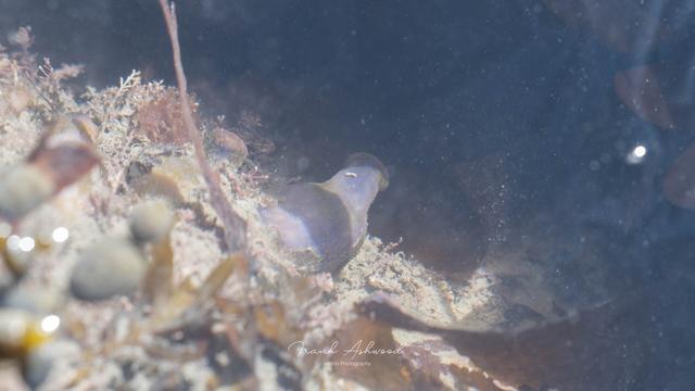 A photograph of a blue sac-shaped organism with an open tube at one end, attached to a seaweed-covered rock.