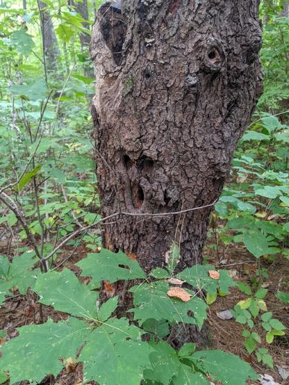 Photo of a tree that sort of looks like a spooky looking face, two round eyes and an oval mouth, on the side.