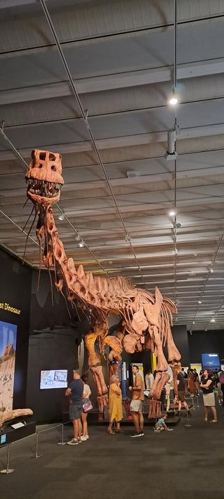 A reconstruction of patagotitan, the biggest dinosaur ever found. The cast bones are orange, and there are people in front of them as scale for how big they are (very!)