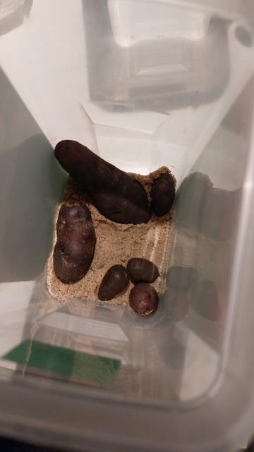 The clean sand in a plastic container with a few blue potatoes.