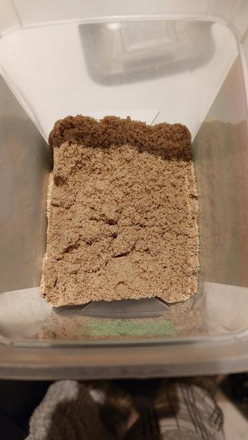 The same container with the blue potatoes, except the blue potatoes are no longer visible because more sand has been added.