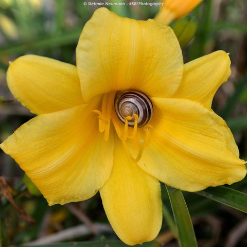 Nahaufnahme der Blüte einer gelben Taglilie mit einer Garten-Bänderschnecke in der Mitte, deren Gehäuse in verschiedenen Braun- und Weißtönen gebändert ist.
 - 
Close-up of the flower of a yellow daylily with a white-lipped snail in the centre, its shell banded in various shades of brown and white.