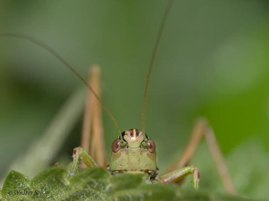 A grasshopper peeking over a leaf