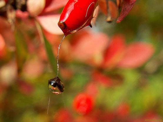 Nypon med en tunn tråd på den hänger en droppe.
Rose hip