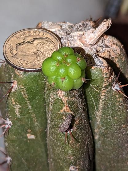 Close-up shot. A small button of a light green cactus pup, growing out of a cut column. It is about 3/4 of the size of the dime beside it (for scale).